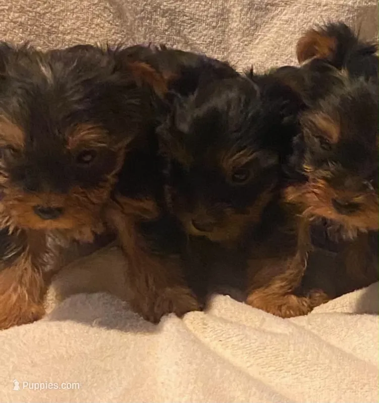 Litter  – Yorkshire Terrier puppy for sale in Kingsport, TN