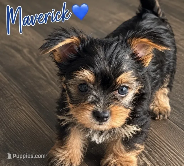 Maverick  – Yorkshire Terrier puppy for sale in Kingsport, TN