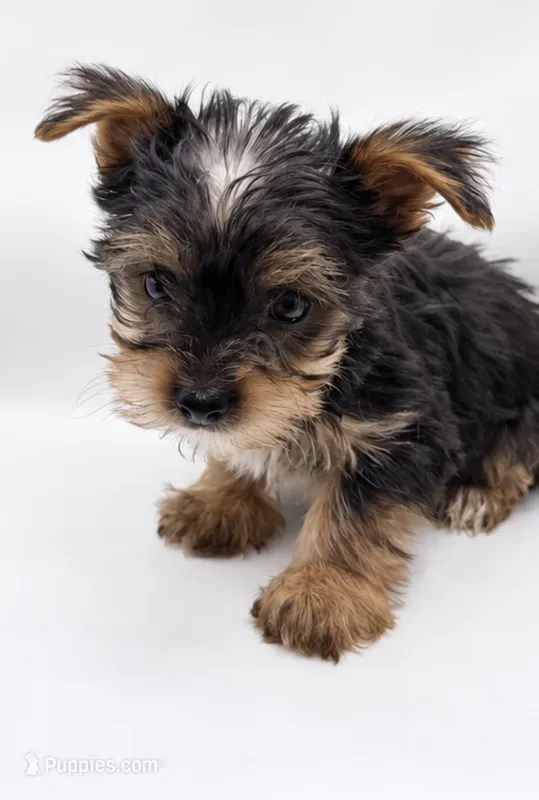 Maverick  – Yorkshire Terrier puppy for sale in Kingsport, TN