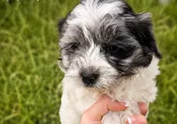 Delmer, a male Maltipoo for sale in Big Stone Gap, VA – 2 of 2