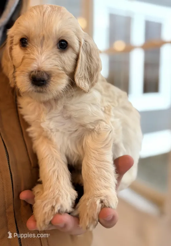 Gouda – Goldendoodle puppy for sale in Corcoran, MN