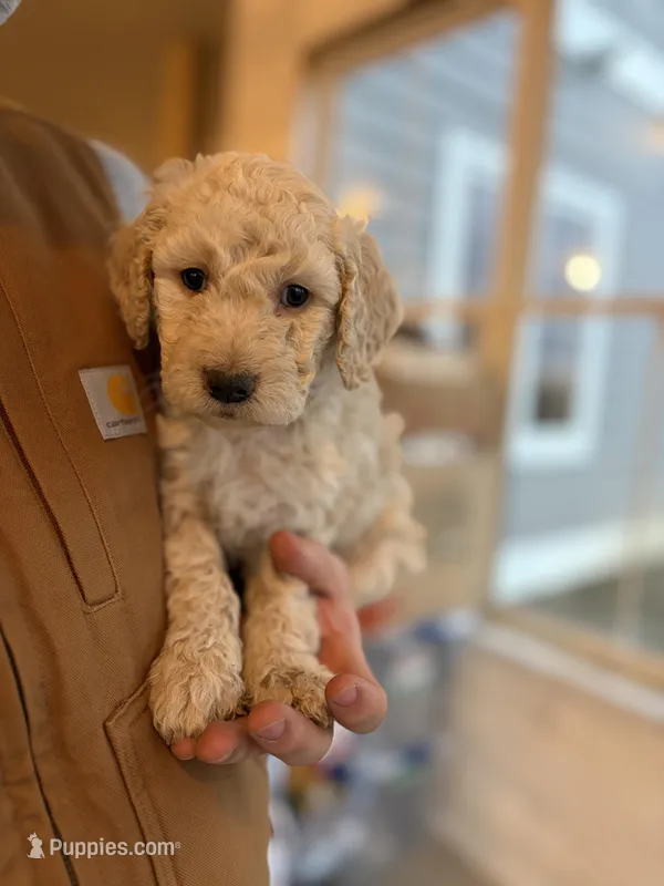 Mozzarello – Goldendoodle puppy for sale in Corcoran, MN