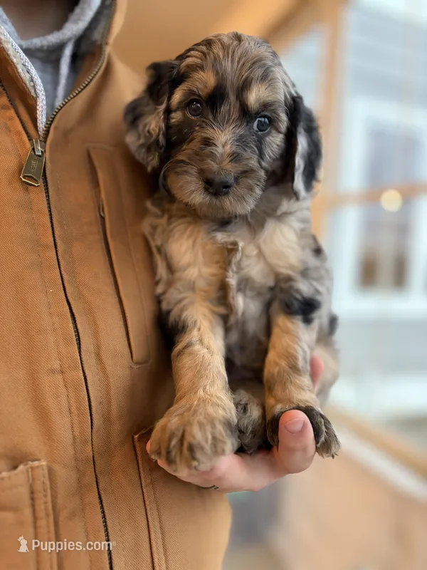Pepperjack  – Goldendoodle puppy for sale in Corcoran, MN
