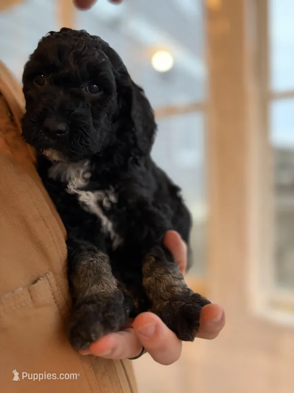 Feta – Goldendoodle puppy for sale in Corcoran, MN