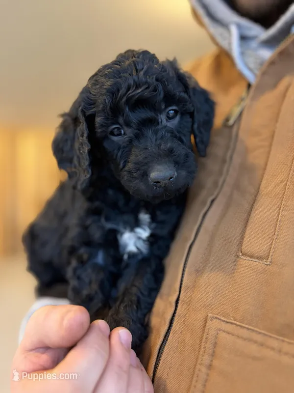 Colby – Goldendoodle puppy for sale in Corcoran, MN