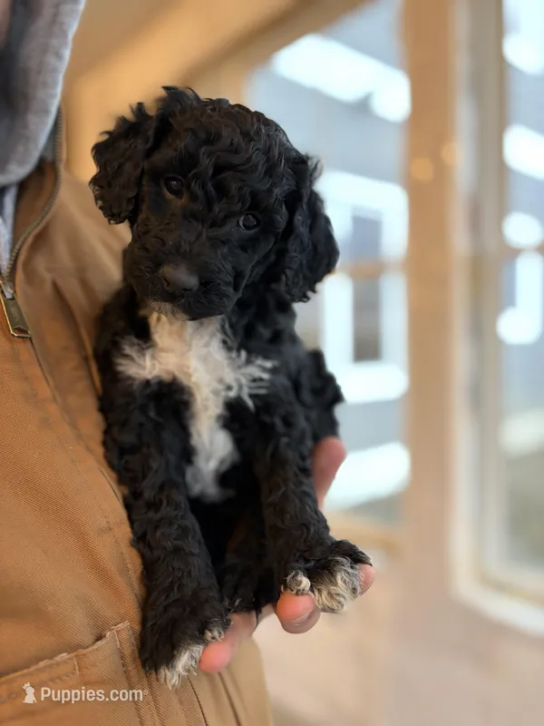 Brie – Goldendoodle puppy for sale in Corcoran, MN