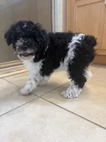 Curly only for identifying purposes , a male Miniature Schnauzer for sale in Riverview, FL – 7 of 8