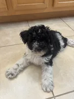 Curly only for identifying purposes , a male Miniature Schnauzer for sale in Riverview, FL – 4 of 8