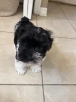Smallest identifying purposes , a male Miniature Schnauzer for sale in Riverview, FL – 8 of 9
