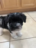 Smallest identifying purposes , a male Miniature Schnauzer for sale in Riverview, FL – 2 of 9