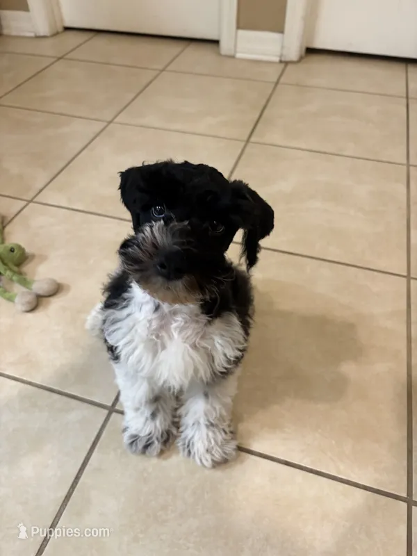 Curly only for identifying purposes  – Miniature Schnauzer puppy for sale in Riverview, FL