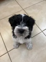 Blue eye for identifying purposes , a male Miniature Schnauzer for sale in Riverview, FL – 6 of 8