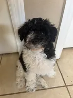 Curly only for identifying purposes , a male Miniature Schnauzer for sale in Riverview, FL – 1 of 8