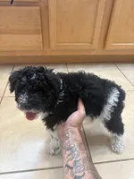 Curly only for identifying purposes , a male Miniature Schnauzer for sale in Riverview, FL – 6 of 8