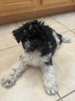 Curly only for identifying purposes , a male Miniature Schnauzer for sale in Riverview, FL – 3 of 8