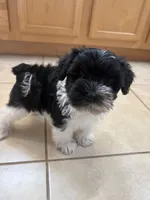 Smallest identifying purposes , a male Miniature Schnauzer for sale in Riverview, FL – 4 of 9