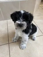 Blue eye for identifying purposes , a male Miniature Schnauzer for sale in Riverview, FL – 8 of 8