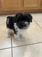 Smallest identifying purposes , a male Miniature Schnauzer for sale in Riverview, FL – 3 of 9
