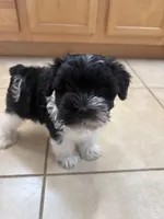 Smallest identifying purposes , a male Miniature Schnauzer for sale in Riverview, FL – 5 of 9