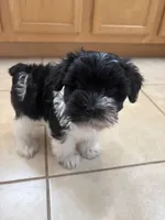 Smallest identifying purposes , a male Miniature Schnauzer for sale in Riverview, FL – 7 of 9