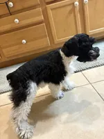 Curly , a male Miniature Schnauzer for sale in Riverview, FL – 3 of 3