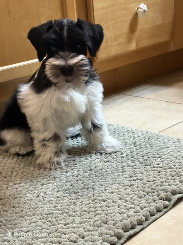 Blue eye for identifying purposes  – Miniature Schnauzer puppy for sale in Riverview, FL