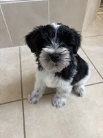 Blue eye for identifying purposes , a male Miniature Schnauzer for sale in Riverview, FL – 2 of 8