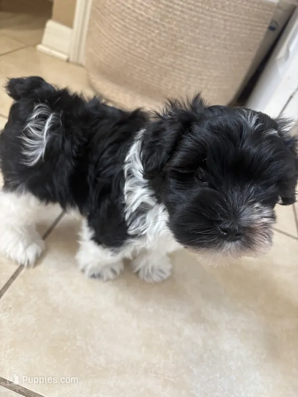 Smallest identifying purposes  – Miniature Schnauzer puppy for sale in Riverview, FL