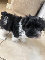 Smallest identifying purposes , a male Miniature Schnauzer for sale in Riverview, FL – 1 of 9