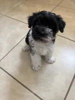 Smallest identifying purposes , a male Miniature Schnauzer for sale in Riverview, FL – 9 of 9