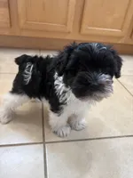 Smallest identifying purposes , a male Miniature Schnauzer for sale in Riverview, FL – 6 of 9