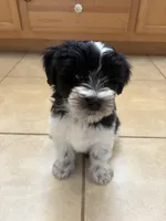 Blue eye for identifying purposes , a male Miniature Schnauzer for sale in Riverview, FL – 5 of 8