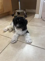 Curly only for identifying purposes , a male Miniature Schnauzer for sale in Riverview, FL – 8 of 8