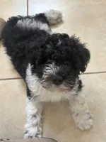 Curly only for identifying purposes , a male Miniature Schnauzer for sale in Riverview, FL – 5 of 8