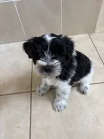 Blue eye for identifying purposes , a male Miniature Schnauzer for sale in Riverview, FL – 3 of 8