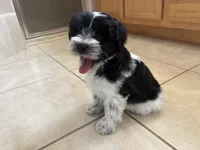 Blue eye for identifying purposes , a male Miniature Schnauzer for sale in Riverview, FL – 4 of 8