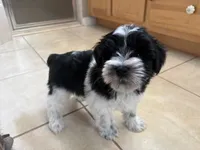Blue eye for identifying purposes , a male Miniature Schnauzer for sale in Riverview, FL – 7 of 8