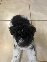 Curly only for identifying purposes , a male Miniature Schnauzer for sale in Riverview, FL – 2 of 8