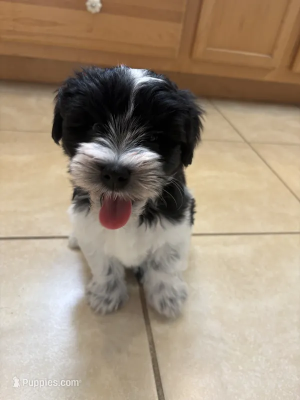 Blue eye for identifying purposes  – Miniature Schnauzer puppy for sale in Riverview, FL