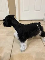 Curly , a male Miniature Schnauzer for sale in Riverview, FL – 2 of 3