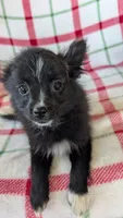 Lucy , a female Pomeranian for sale in Shipshewana, IN – 3 of 10