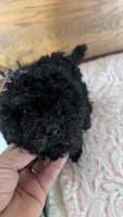 Patsie, a female Poodle - Toy  for sale in Shipshewana, IN – 7 of 10