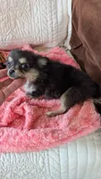 Angel , a female Pomeranian for sale in Shipshewana, IN – 7 of 8