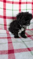 Lorrie , a female Maltipom for sale in Shipshewana, IN – 8 of 10