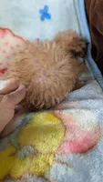 Joyce , a female Pomapoo for sale in Shipshewana, IN – 2 of 7