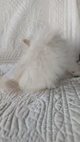Creamer, a female Pomeranian for sale in Shipshewana, IN – 9 of 10
