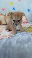 Pippi, a female Pomeranian for sale in Shipshewana, IN – 4 of 10