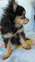 Royal , a male Pomeranian for sale in Shipshewana, IN – 4 of 10