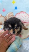 Royal , a male Pomeranian for sale in Shipshewana, IN – 6 of 10