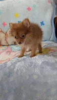 Luna , a female Pomeranian for sale in Shipshewana, IN – 2 of 10